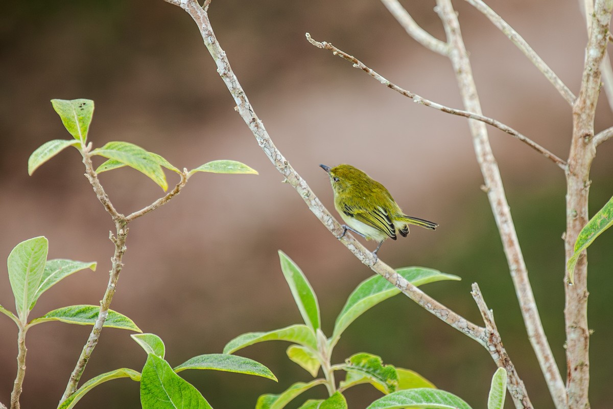 Hangnest Tody-Tyrant - Guto Magalhães