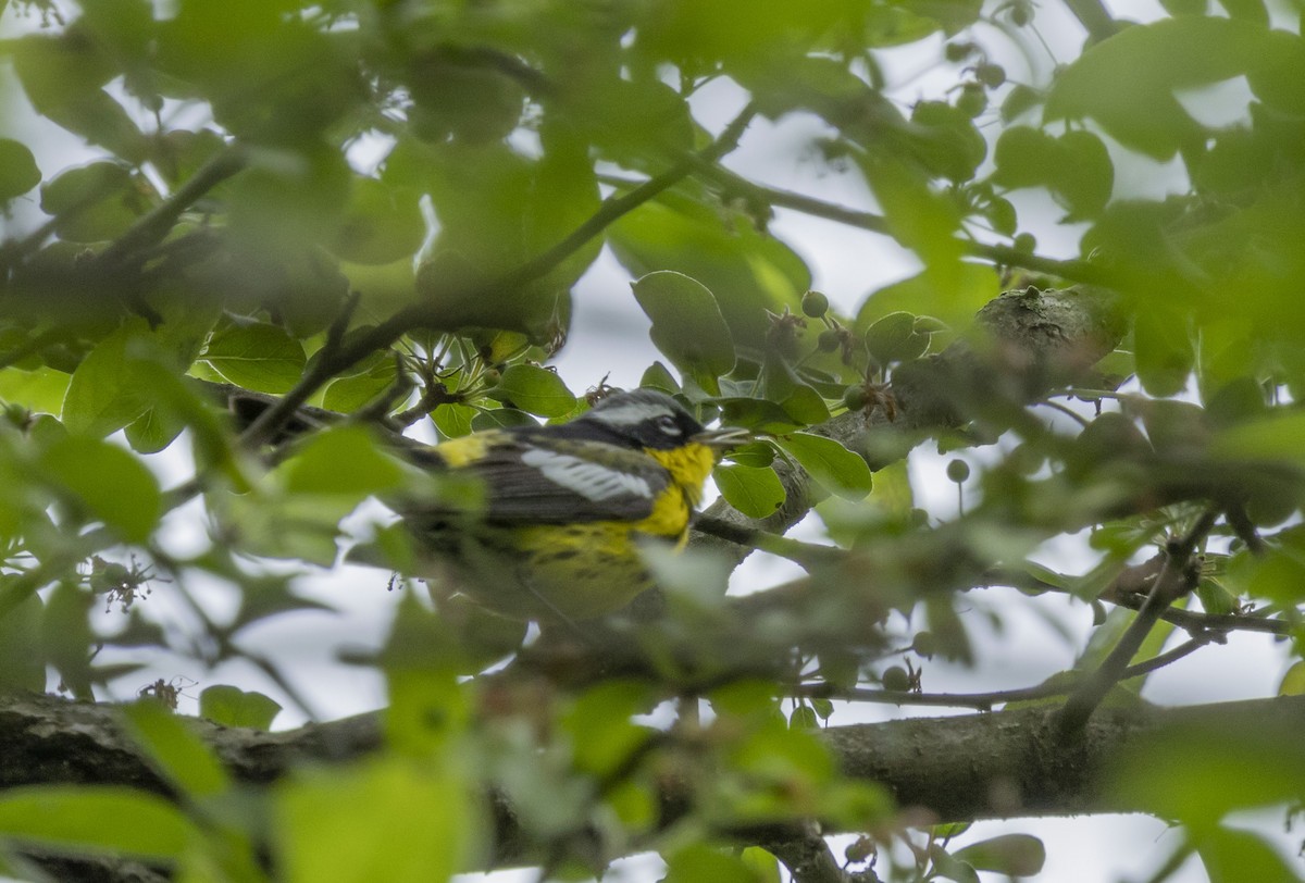 Magnolia Warbler - Liz Pettit