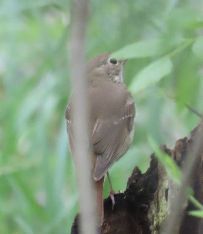 Hermit Thrush - Brenda Meese