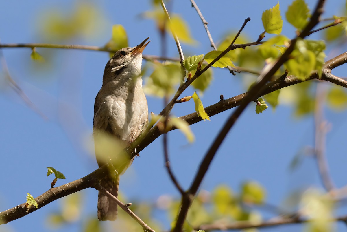 House Wren - Daniel Thibault