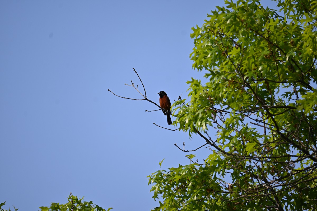 Orchard Oriole - ML618960609