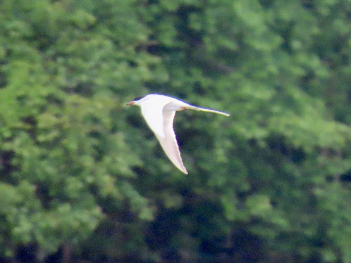 Forster's Tern - Richard Gregg