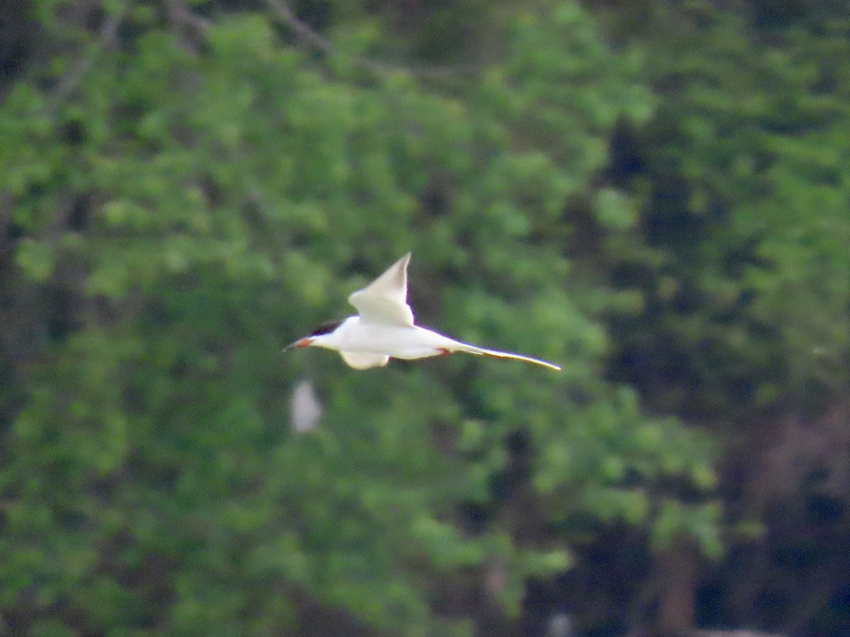 Forster's Tern - Richard Gregg