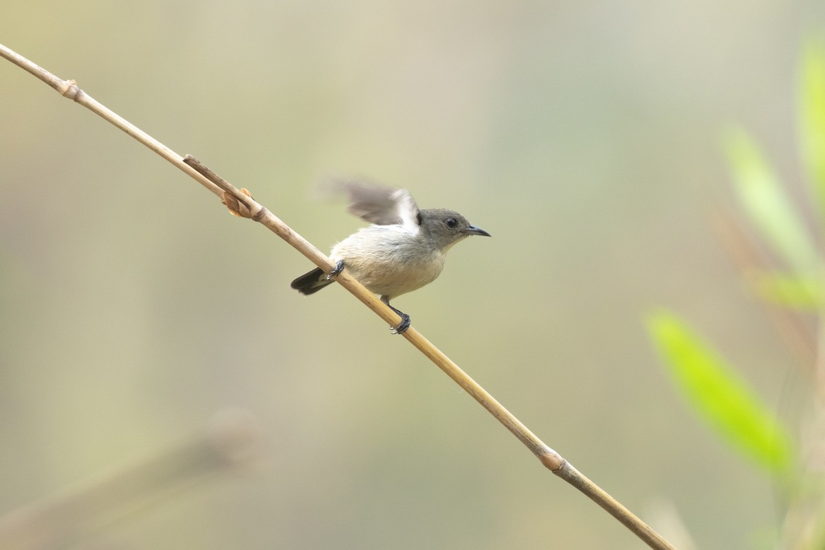 Scarlet-backed Flowerpecker - ML618960670