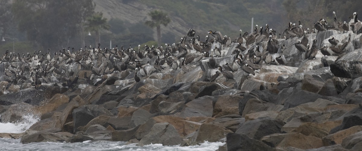 Brown Pelican - Ted Keyel