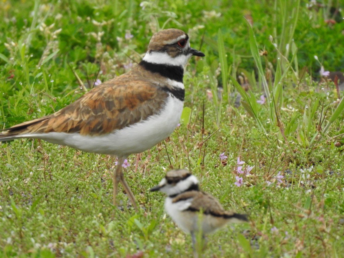 Killdeer - Erich Boenzli