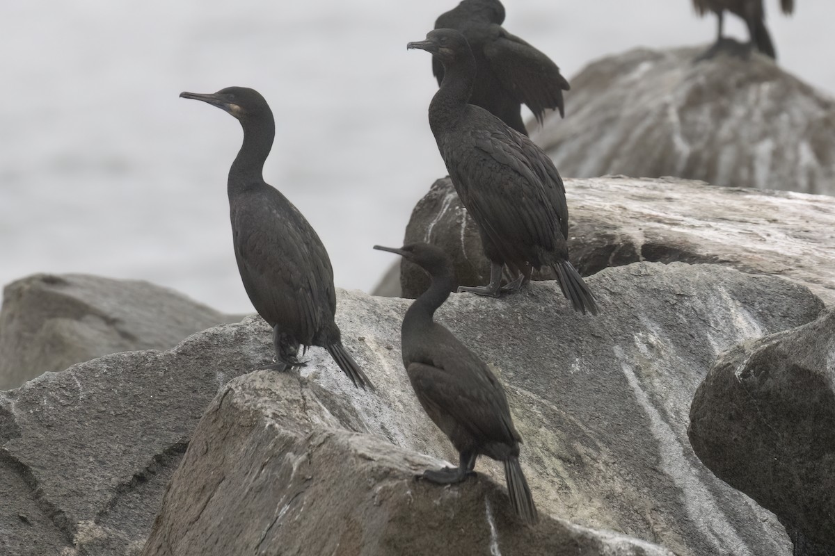 Brandt's Cormorant - Ted Keyel