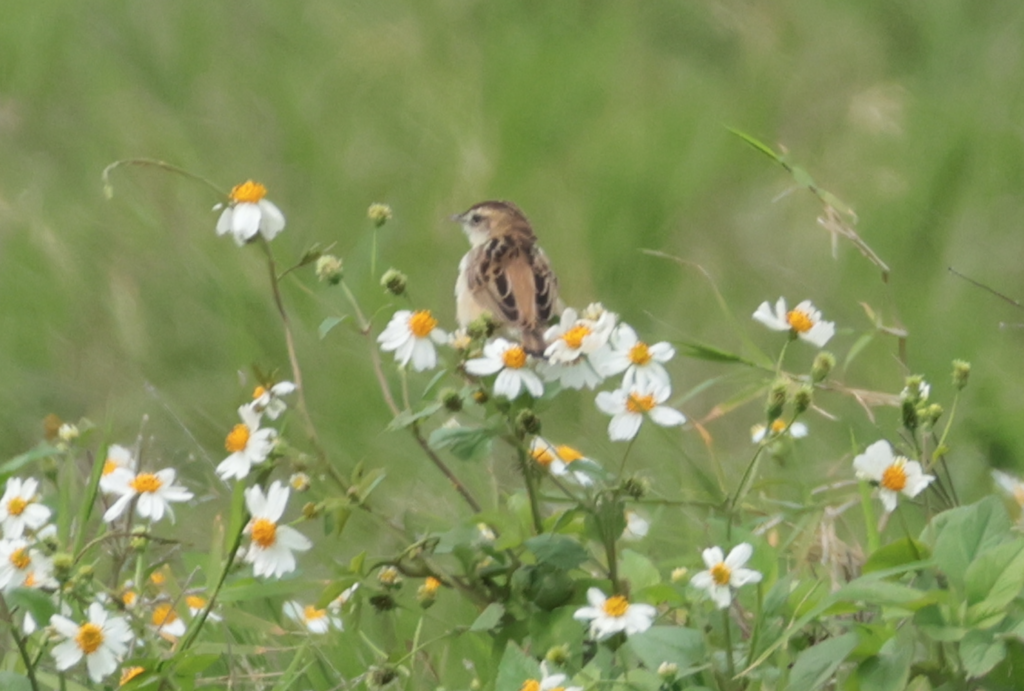 Zitting Cisticola (Double Zitting) - ML618960750