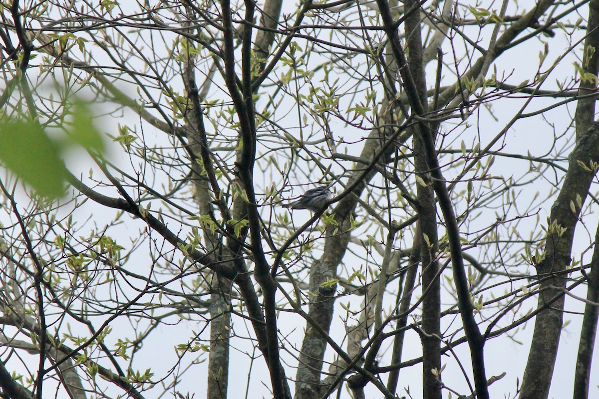 Cerulean Warbler - Scott Wieman