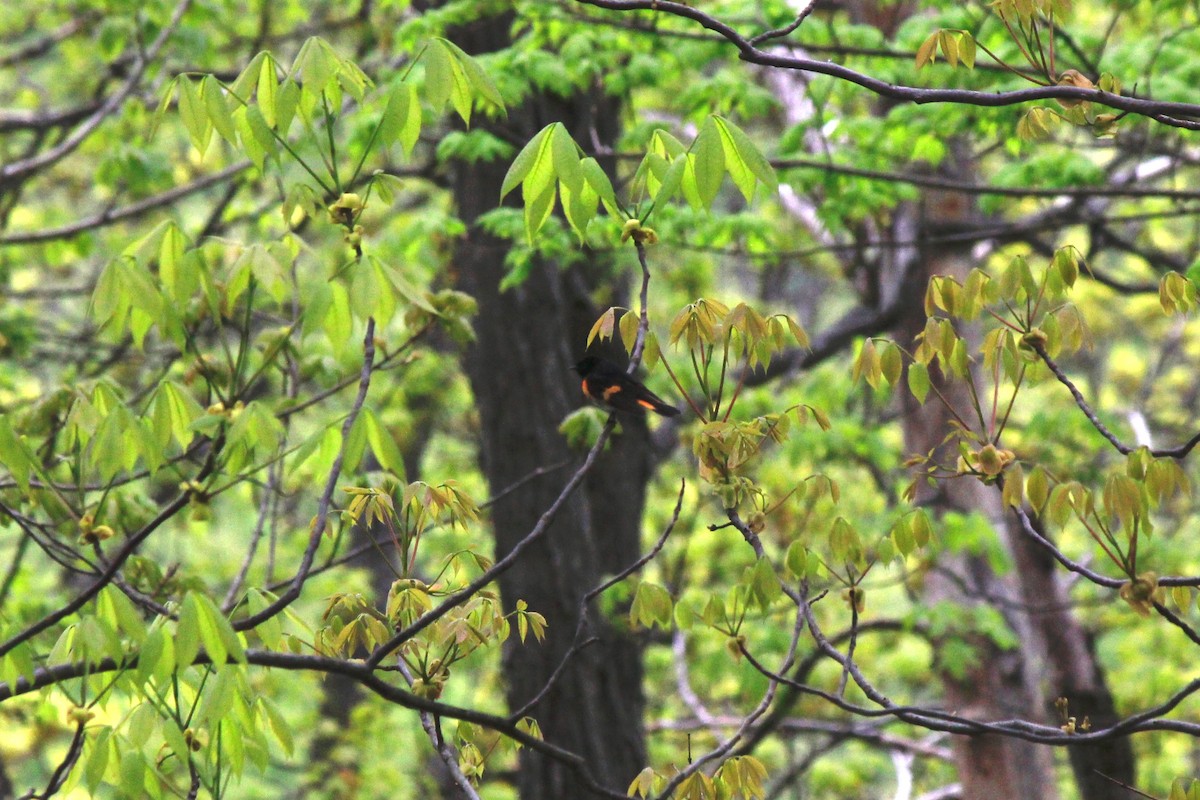 American Redstart - Scott Wieman