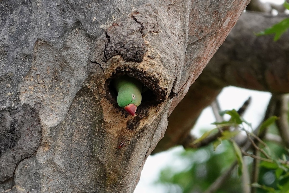 Alexandrine Parakeet - ML618960814