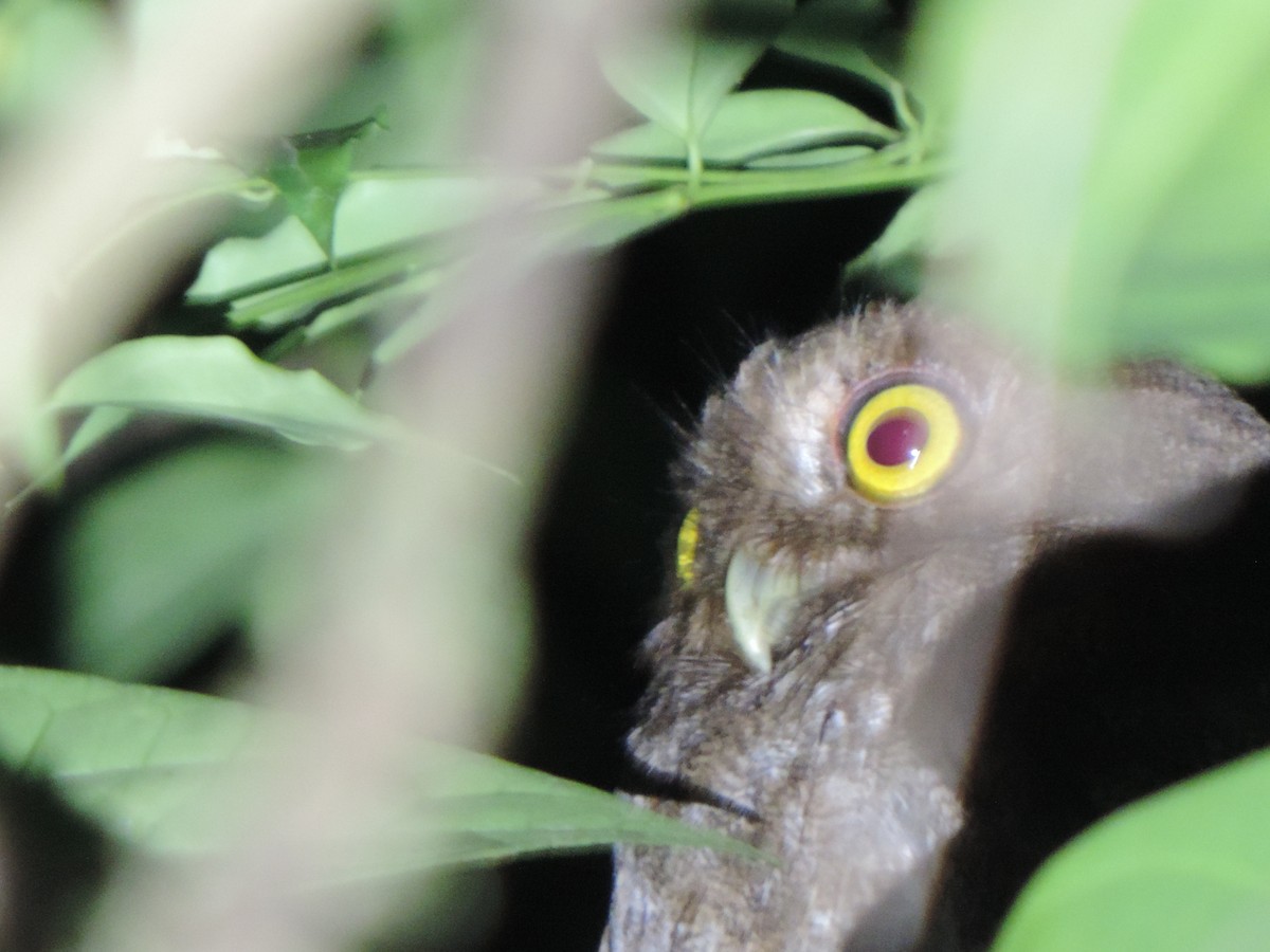 Puntarenas Screech-Owl (undescribed form) - ML618960817