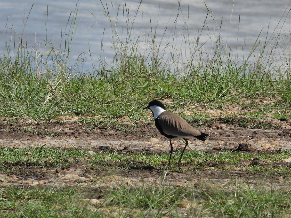 Spur-winged Lapwing - ML618960818