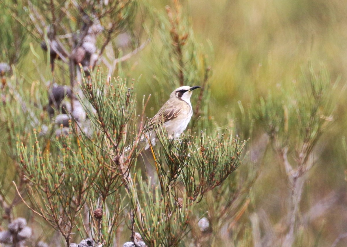 Tawny-crowned Honeyeater - sean clancy