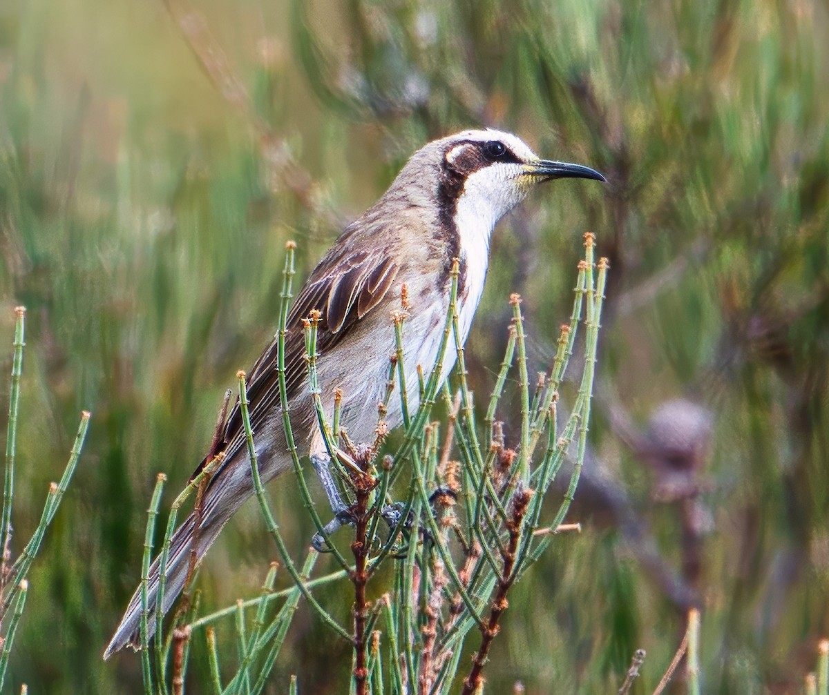 Tawny-crowned Honeyeater - sean clancy