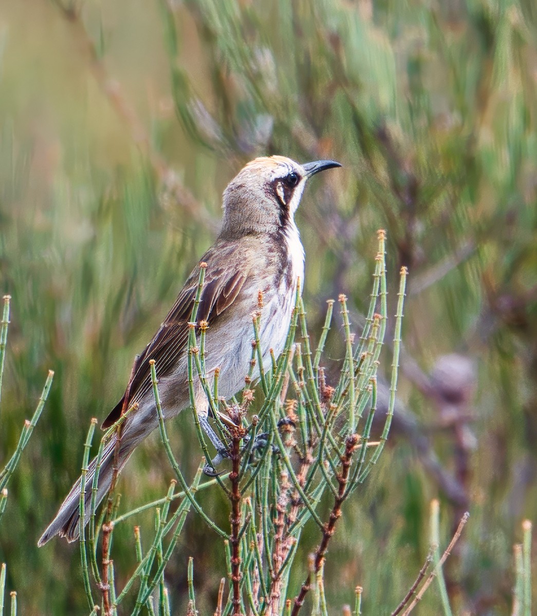 Tawny-crowned Honeyeater - sean clancy