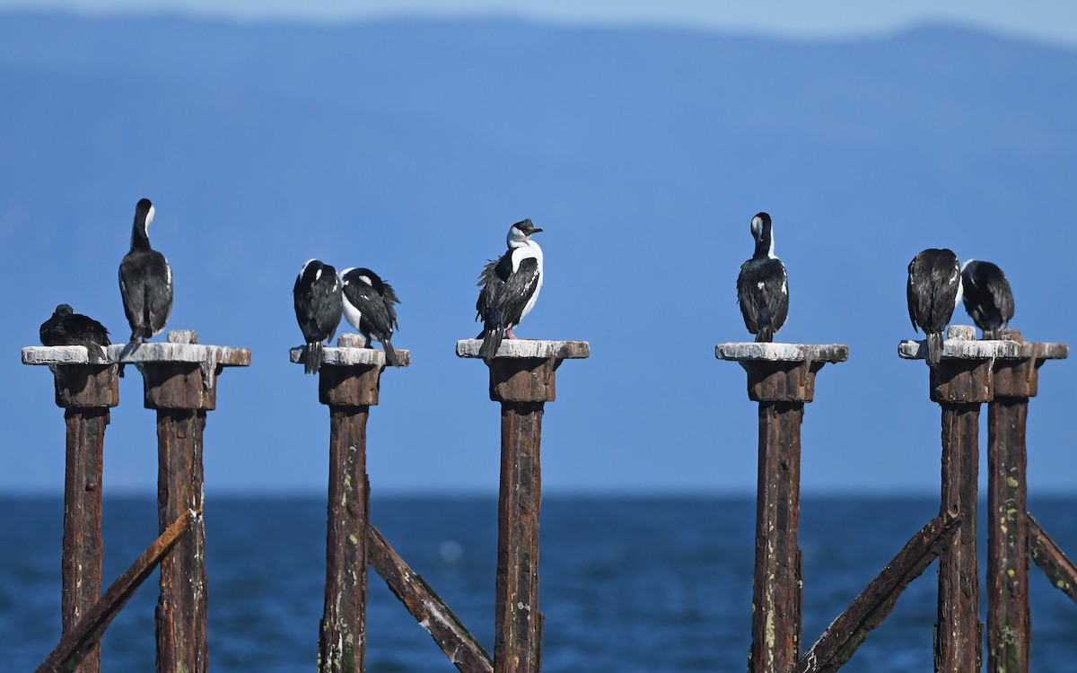 Imperial Cormorant (Blue-eyed) - ML618960848