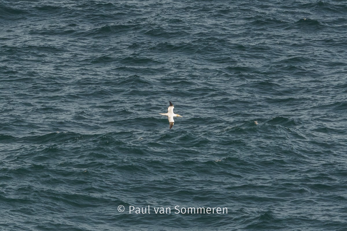 Northern Gannet - ML618960861