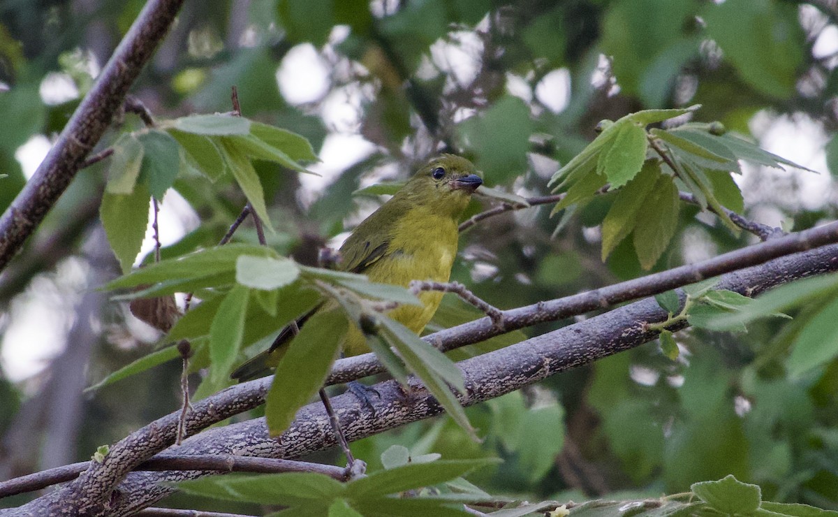 Thick-billed Euphonia - Frances Oliver