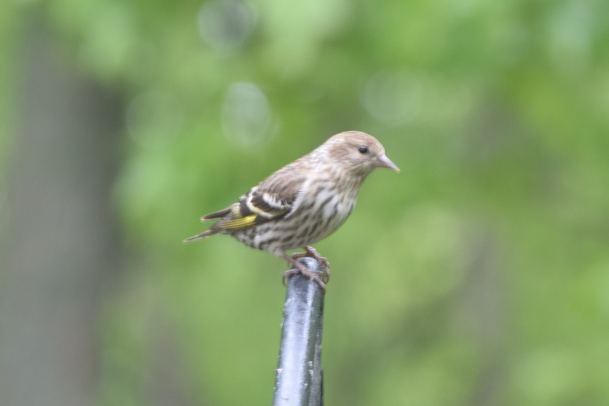 Pine Siskin - ML618960871