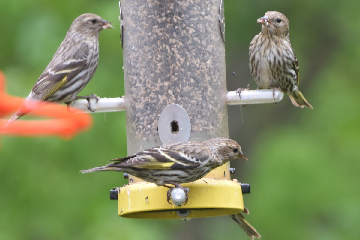 Pine Siskin - ML618960872