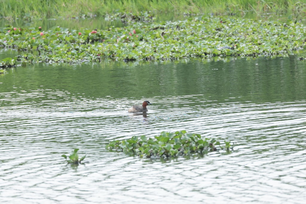 Little Grebe (Little) - ML618960873