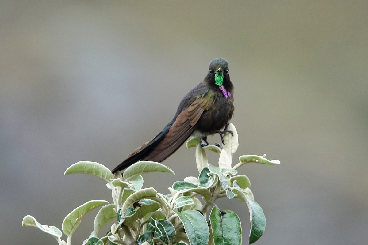 kolibřík modropláštíkový - ML618960905
