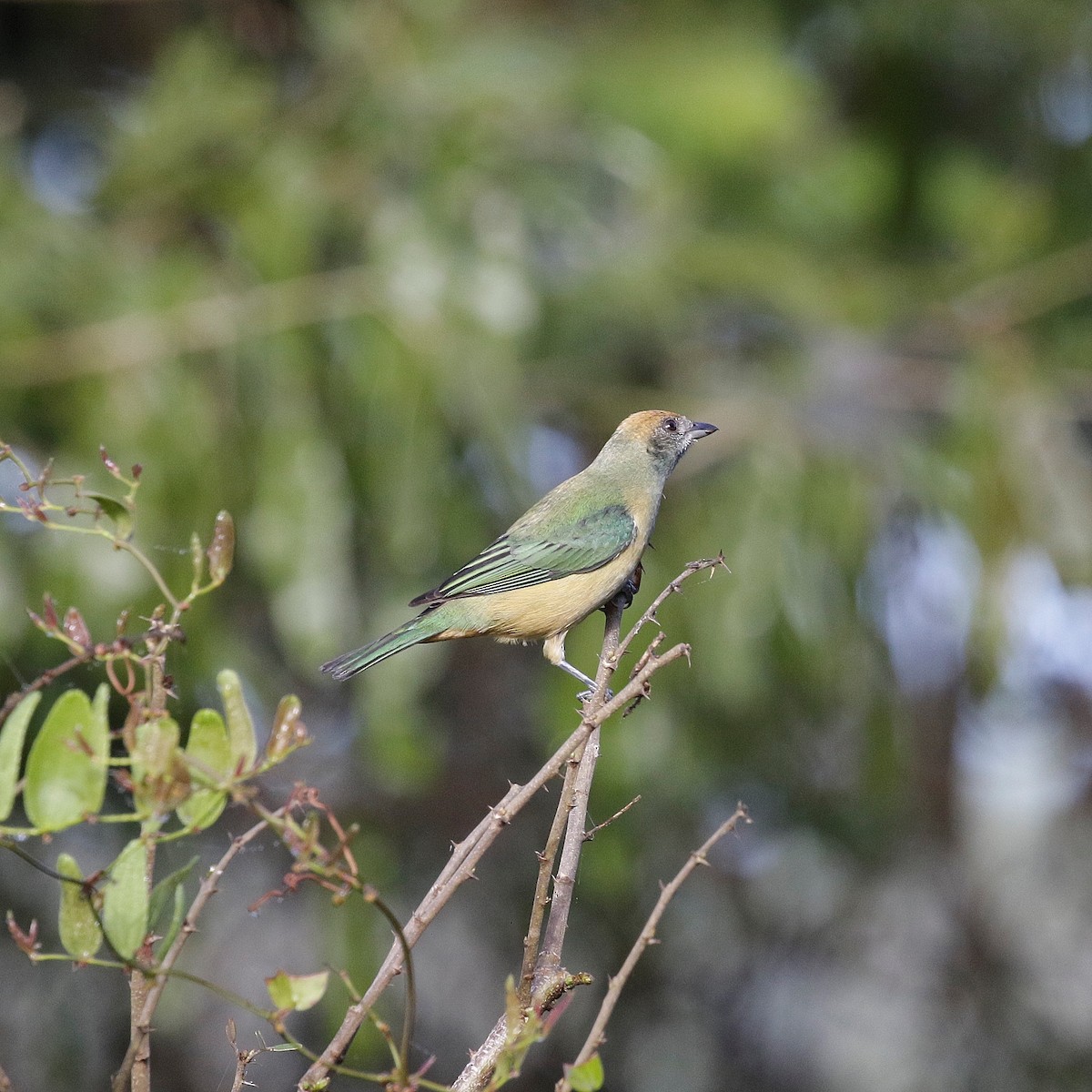 Burnished-buff Tanager - ML618960918