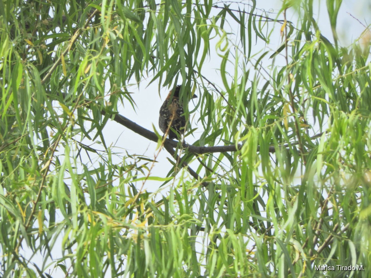 Black-headed Grosbeak - Marisa Tirado