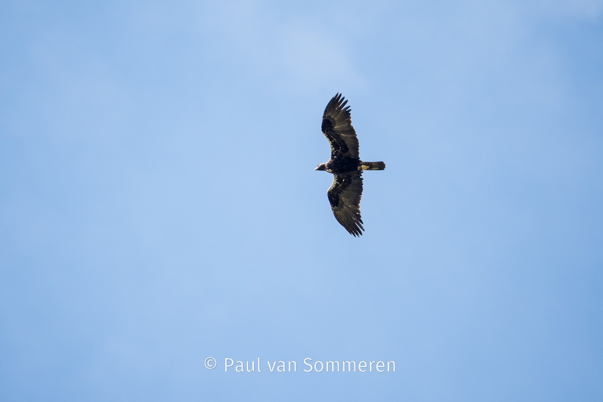 Spanish Eagle - Paul van Sommeren