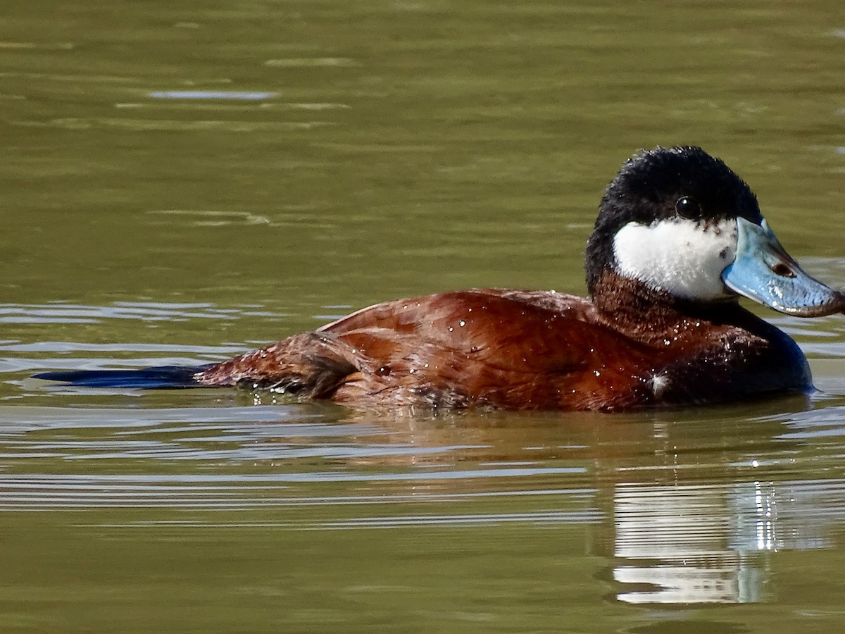 Ruddy Duck - ML618960946