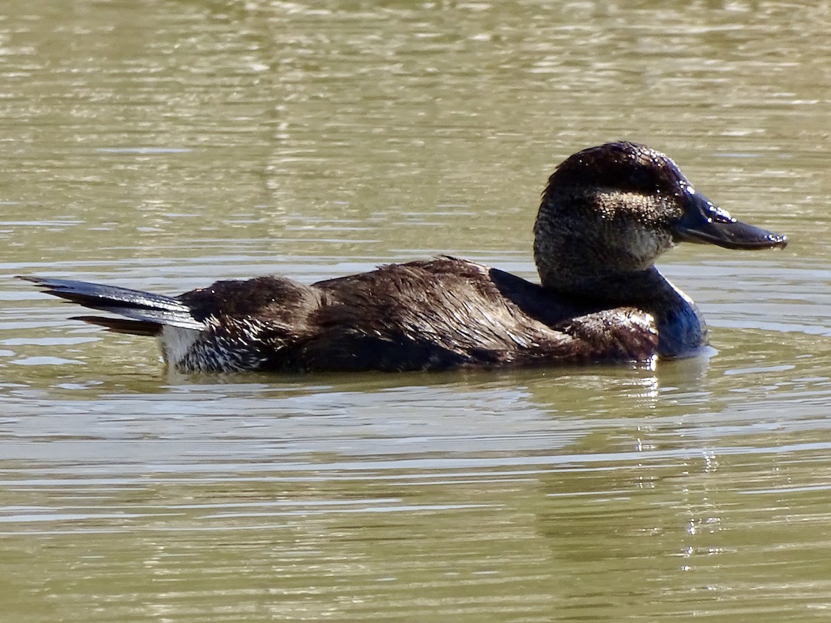 Ruddy Duck - ML618960947