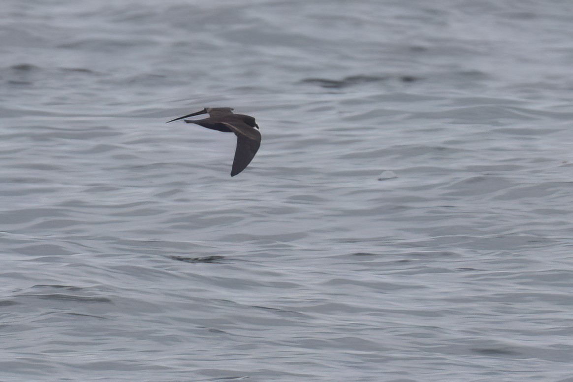 Black Storm-Petrel - Ted Keyel