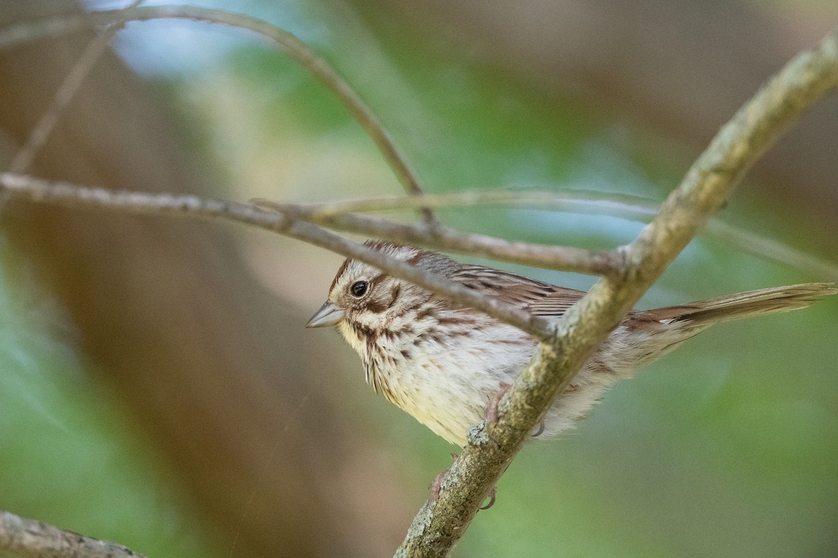 Song Sparrow - Bill Mitchell