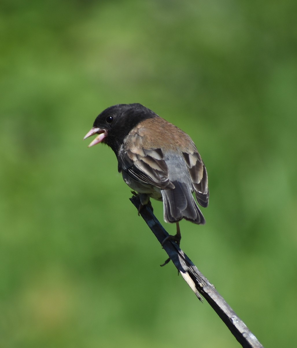 Junco ardoisé - ML618960986