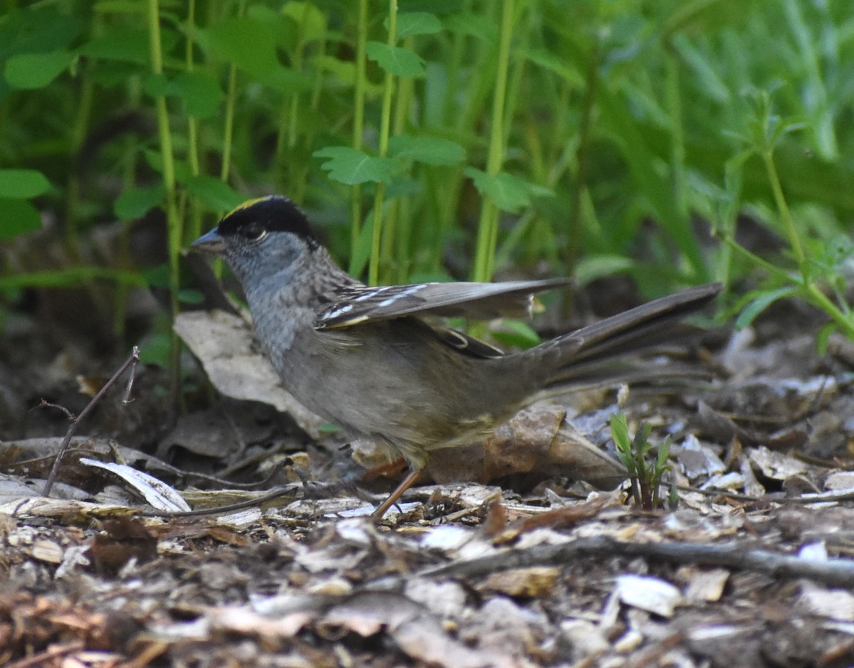 Golden-crowned Sparrow - M. Rogers