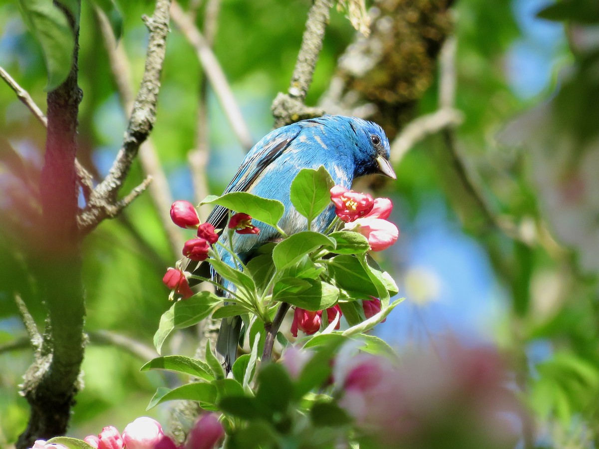 Indigo Bunting - ML618961002