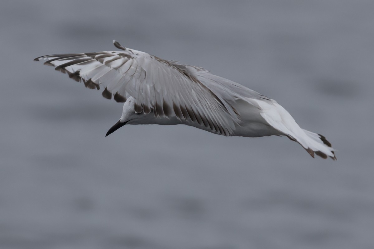 Bonaparte's Gull - Ted Keyel