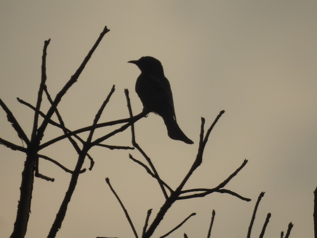 Square-tailed Drongo-Cuckoo - Subbu Subramanya