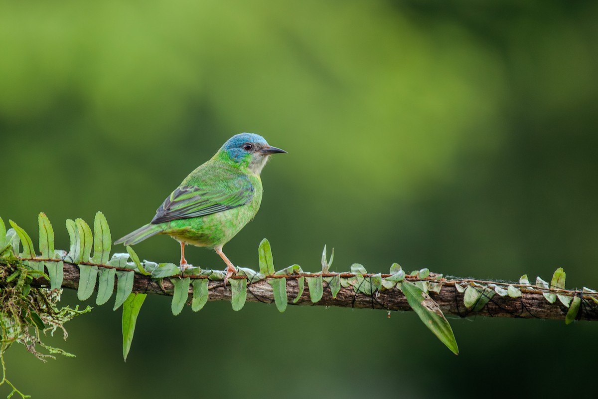 Blue Dacnis - Guto Magalhães