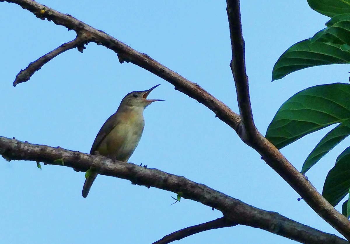 House Wren - Carlos Navea