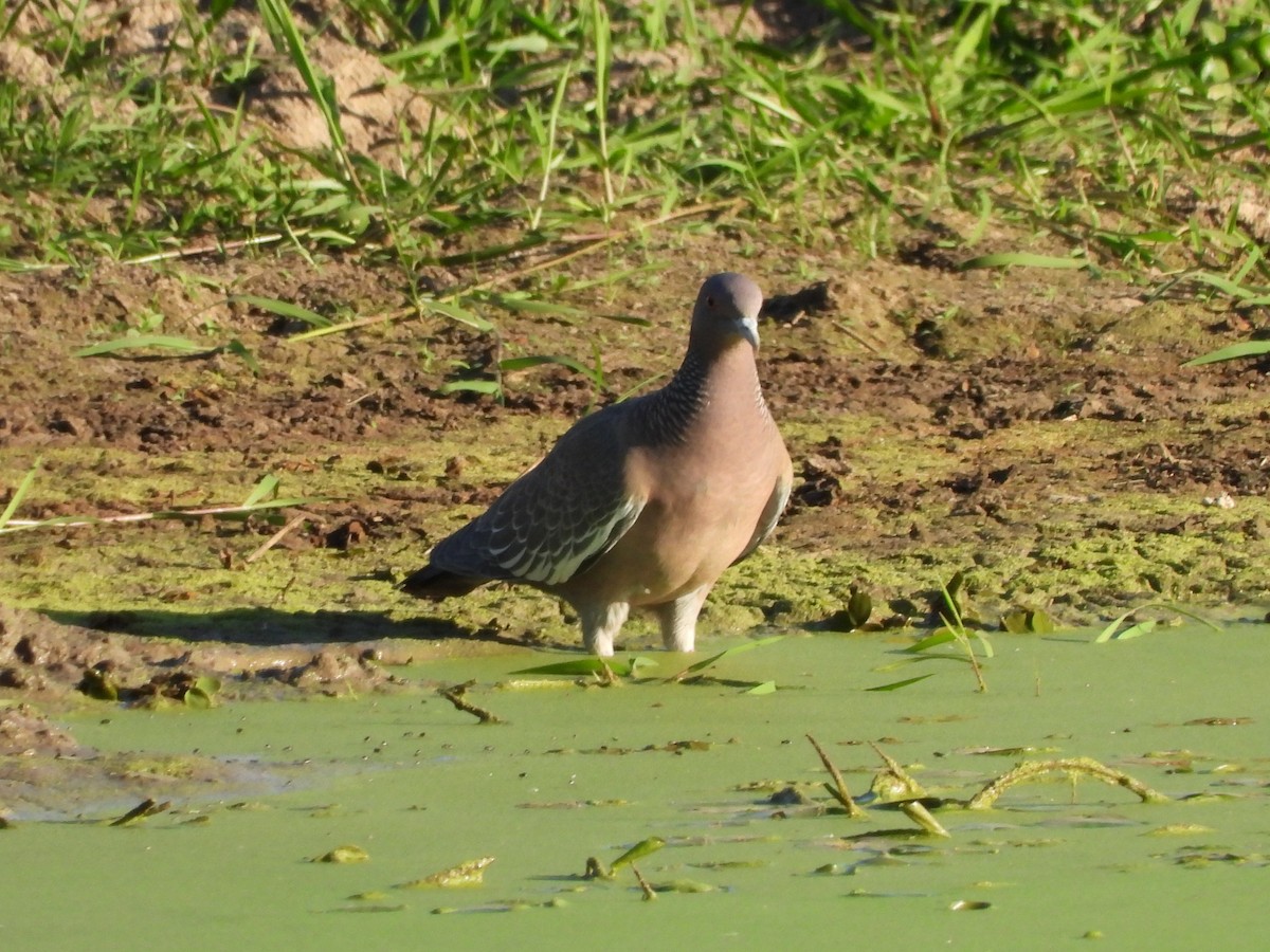 Picazuro Pigeon - ML618961066