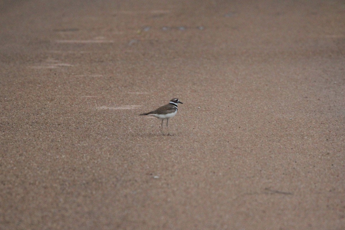 Killdeer - Joshua Hedlund