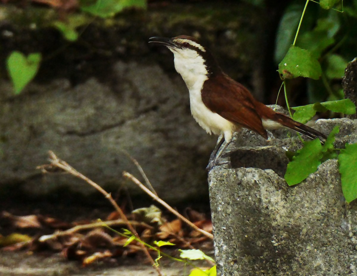 Bicolored Wren - Carlos Navea