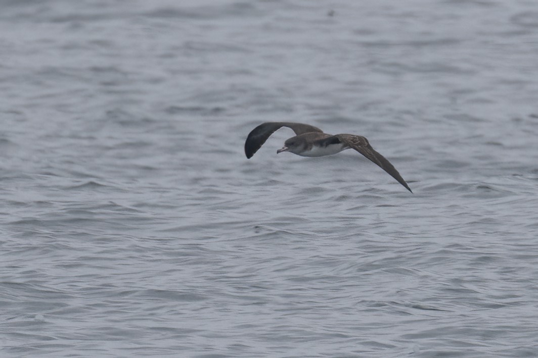 Pink-footed Shearwater - Ted Keyel