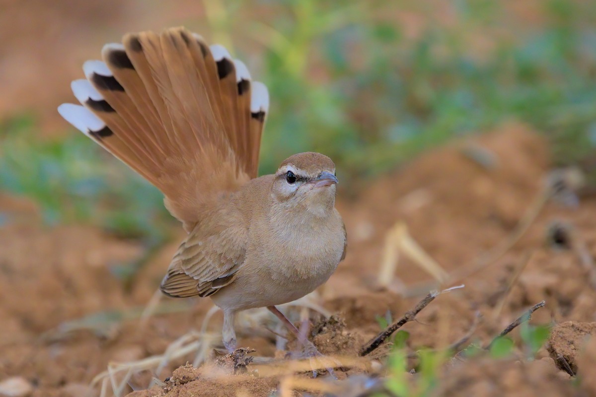 Rufous-tailed Scrub-Robin - Vicent Esteller | Doñana Wings Birding Tours