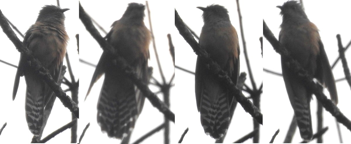 Plaintive Cuckoo - Subbu Subramanya