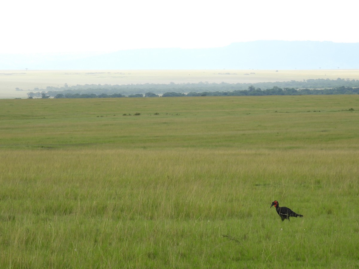 Southern Ground-Hornbill - Suhel Quader