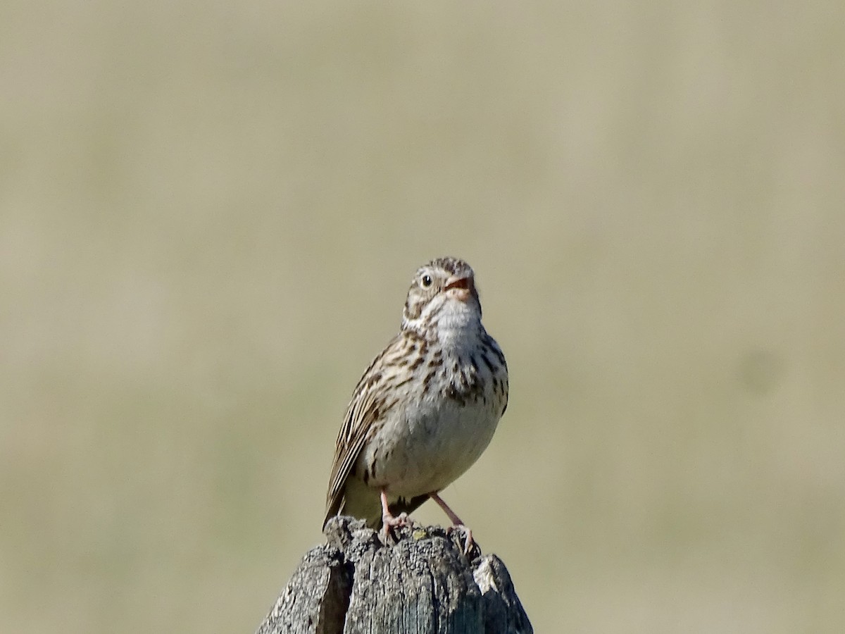 Vesper Sparrow - ML618961158