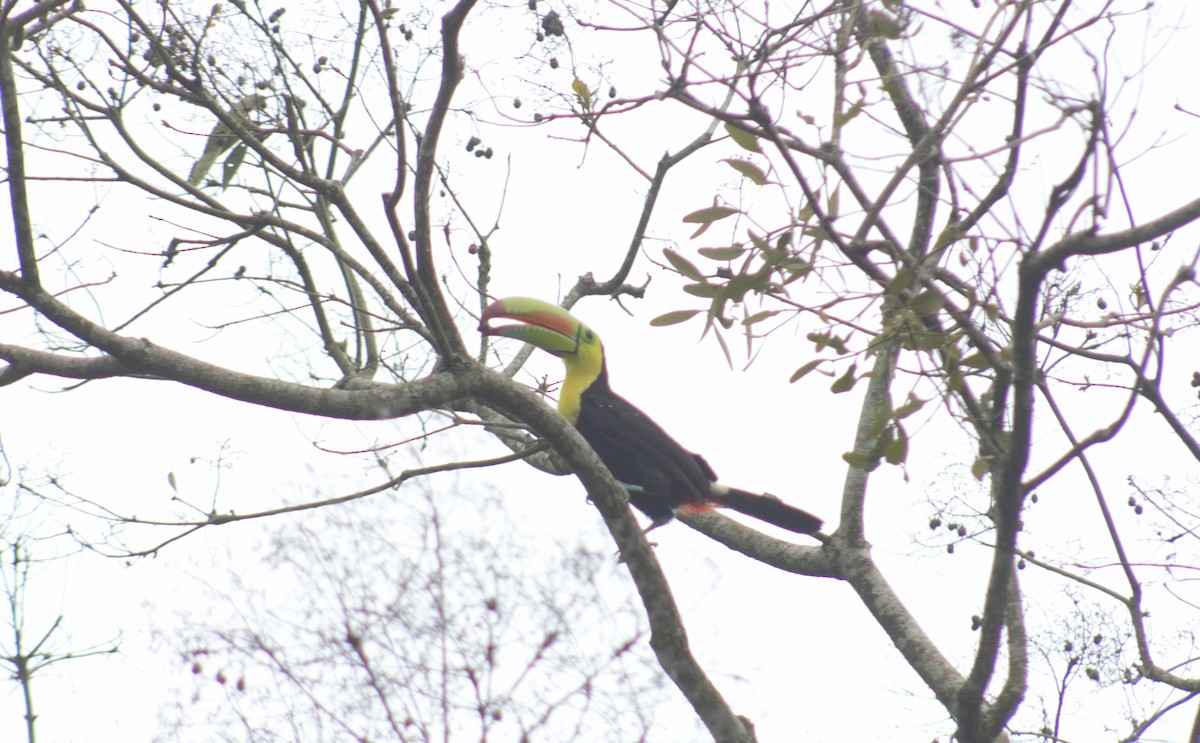 Keel-billed Toucan - Francy Cortés